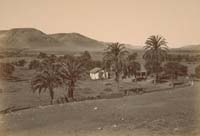 1204 - Olive and Palm Orchard, Mission San Diego de Alcala, San Diego County